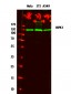 HIPK1 Polyclonal Antibody