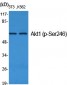 Akt1 (phospho Ser246) Polyclonal Antibody