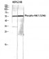 Akt1 (phospho Ser246) Polyclonal Antibody