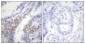 Akt1 (phospho Thr450) Polyclonal Antibody