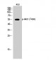 Akt1 (phospho Thr450) Polyclonal Antibody