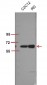 Akt1 (phospho Thr450) Polyclonal Antibody