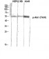 Akt1 (phospho Thr450) Polyclonal Antibody