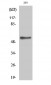 Akt2 (phospho Ser474) Polyclonal Antibody