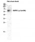 AMPKα1 (phospho Ser496) Polyclonal Antibody