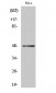 AP-1 (phospho Ser63) Polyclonal Antibody