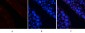 AP-1 (phospho Ser63) Polyclonal Antibody