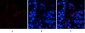 AP-1 (phospho Ser63) Polyclonal Antibody