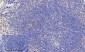 AP-1 (phospho Ser63) Polyclonal Antibody