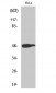 AP-1 (phospho Thr239) Polyclonal Antibody