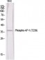 AP-1 (phospho Thr239) Polyclonal Antibody