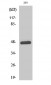 AP-1 (phospho Thr93) Polyclonal Antibody