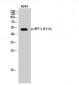 ATF-2 (phospho Ser112) Polyclonal Antibody