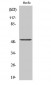 ATF-2 (phospho Thr71) Polyclonal Antibody