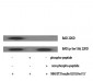 Bad (phospho Ser136) Polyclonal Antibody