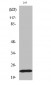 Bad (phospho Ser155) Polyclonal Antibody