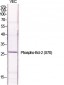 Bcl-2 (phospho Ser70) Polyclonal Antibody