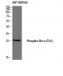 Bcl-x (phospho Thr47) Polyclonal Antibody