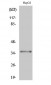 C/EBP β (phospho Thr235) Polyclonal Antibody