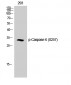 Caspase-6 (phospho Ser257) Polyclonal Antibody