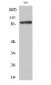 Catenin-β (phospho Ser37) Polyclonal Antibody