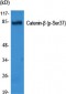 Catenin-β (phospho Ser37) Polyclonal Antibody