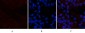 Catenin-β (phospho Ser37) Polyclonal Antibody