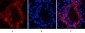 Catenin-β (phospho Ser37) Polyclonal Antibody