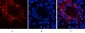 Catenin-β (phospho Ser37) Polyclonal Antibody