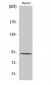 Catenin-β (phospho Thr41/S45) Polyclonal Antibody