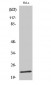 Caveolin-1 (phospho Tyr14) Polyclonal Antibody