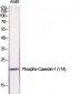 Caveolin-1 (phospho Tyr14) Polyclonal Antibody