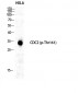 Cdc2 (phospho Thr161) Polyclonal Antibody