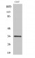 Cdc2 (phospho Tyr15) Polyclonal Antibody