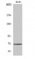 Cdc25A (phospho Ser75) Polyclonal Antibody