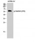 Cdc25A (phospho Ser75) Polyclonal Antibody