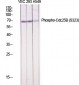 Cdc25B (phospho Ser323) Polyclonal Antibody