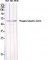 Cdc25C (phospho Ser216) Polyclonal Antibody