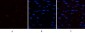 Chk2 (phospho Thr68) Polyclonal Antibody