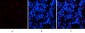 Chk2 (phospho Thr68) Polyclonal Antibody