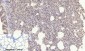 Chk2 (phospho Thr68) Polyclonal Antibody