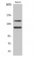 c-Kit (phospho Tyr721) Polyclonal Antibody