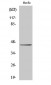 Connexin 43 (phospho Ser368) Polyclonal Antibody