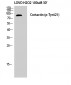 Cortactin (phospho Tyr421) Polyclonal Antibody