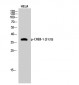 CREB-1 (phospho Ser133) Polyclonal Antibody