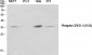 CREB-1 (phospho Ser133) Polyclonal Antibody