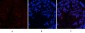 CREB-1 (phospho Ser133) Polyclonal Antibody