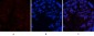 CREB-1 (phospho Ser133) Polyclonal Antibody