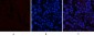 CREB-1 (phospho Ser133) Polyclonal Antibody