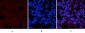 CREB-1 (phospho Ser133) Polyclonal Antibody